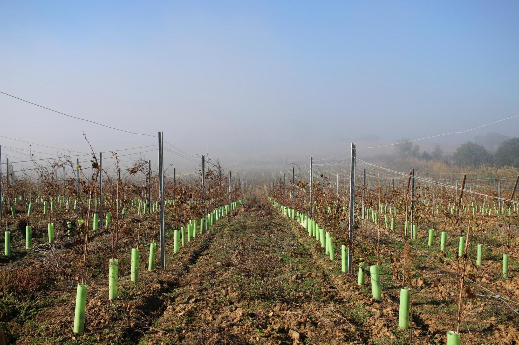 Willa Entre Vinhas & Mar Óbidos Zewnętrze zdjęcie