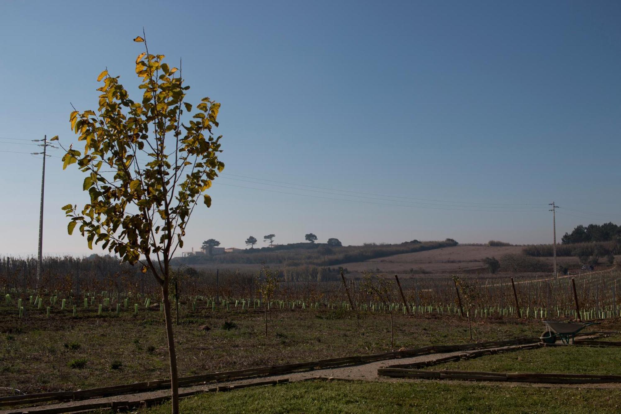 Willa Entre Vinhas & Mar Óbidos Zewnętrze zdjęcie